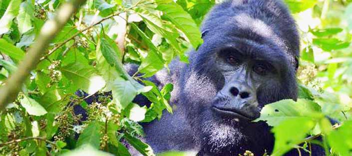 2 Days Bwindi Gorilla Trekking from Kigali