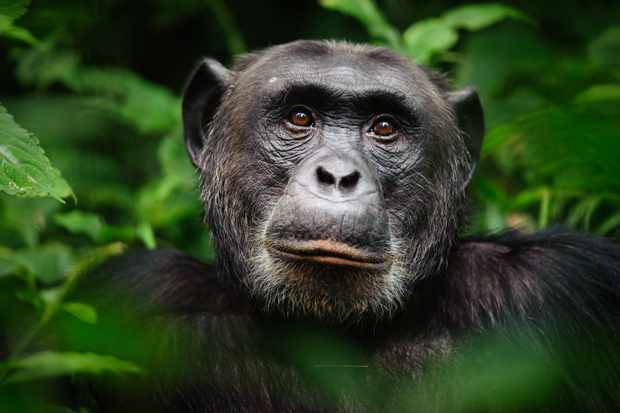Chimpanzee Trekking Experience In Rwanda