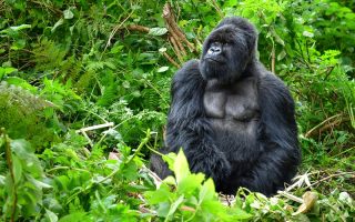 5 Day Gorilla Trekking in Rwanda