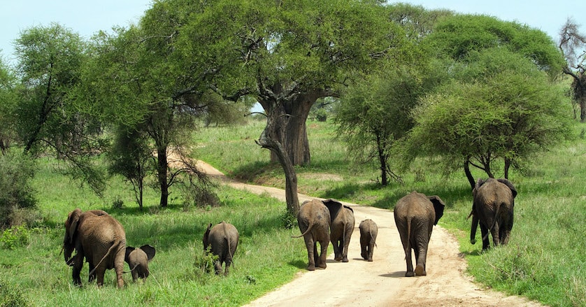 3 Days Kidepo Wildlife Safari