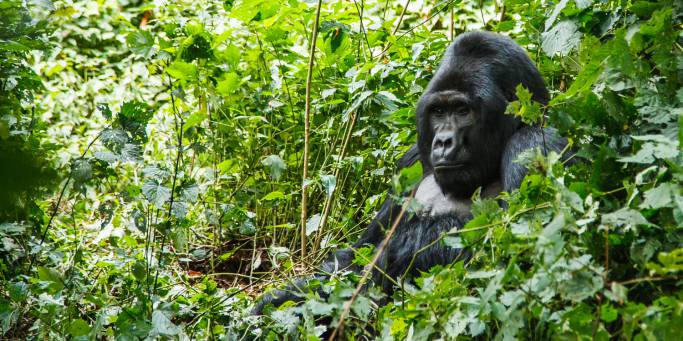 Gorilla Trekking in Bwindi Ruhija Sector from Kigali