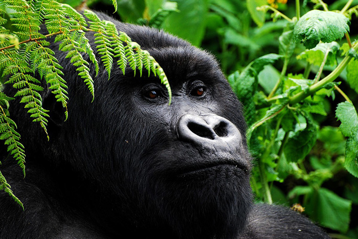 primate safaris in Rwanda