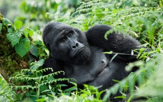 How Many Mountain Gorillas Are Left in the World 2022?