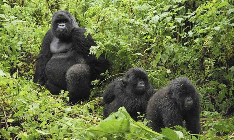 Gorillas Trekking in Congo