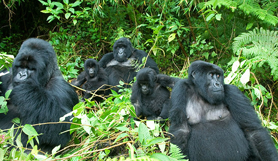 Gorilla Habituation Safari in Bwindi From Kigali