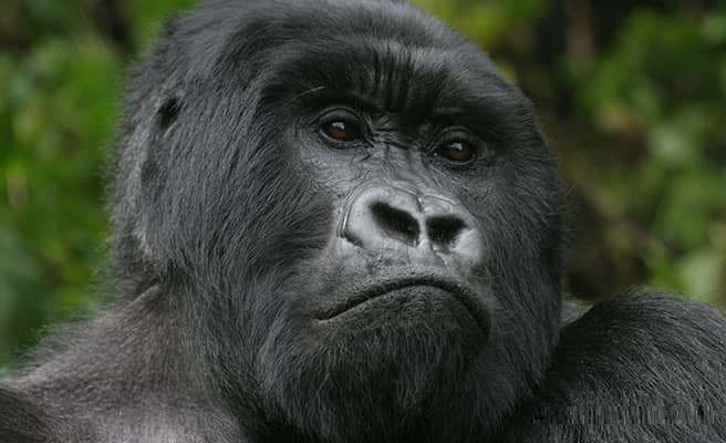 7 Days Uganda Primates & Wildlife Safari