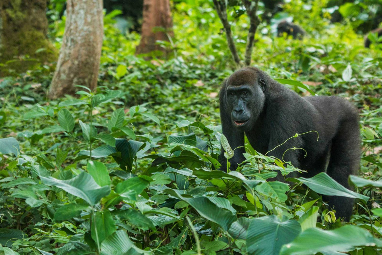 Gorilla Trekking in Kahuzi Biega National Park