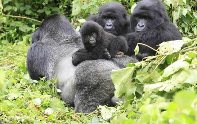 Gorilla trekking tours in Uganda