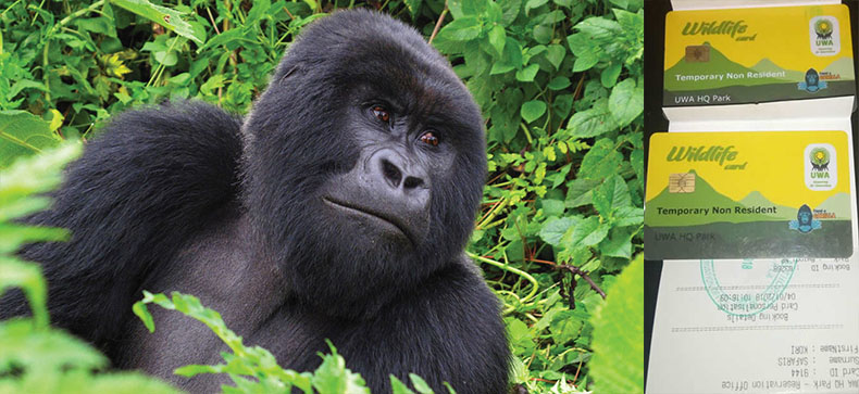 Ultimate Guide to Gorilla Trekking in Rwanda Uganda and Congo