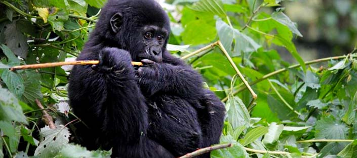 Trekking the Nkuringo Gorilla Family in Bwindi Forest National Park