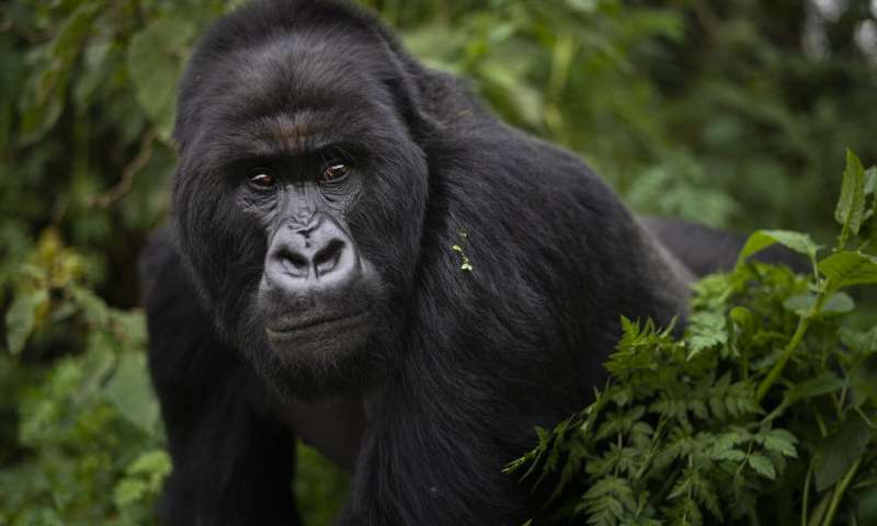 Virunga national park gorilla groups