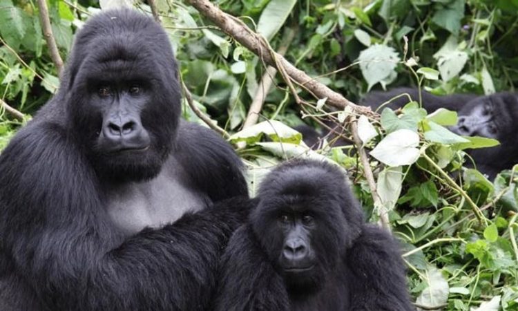 Are the gorilla endangered?
