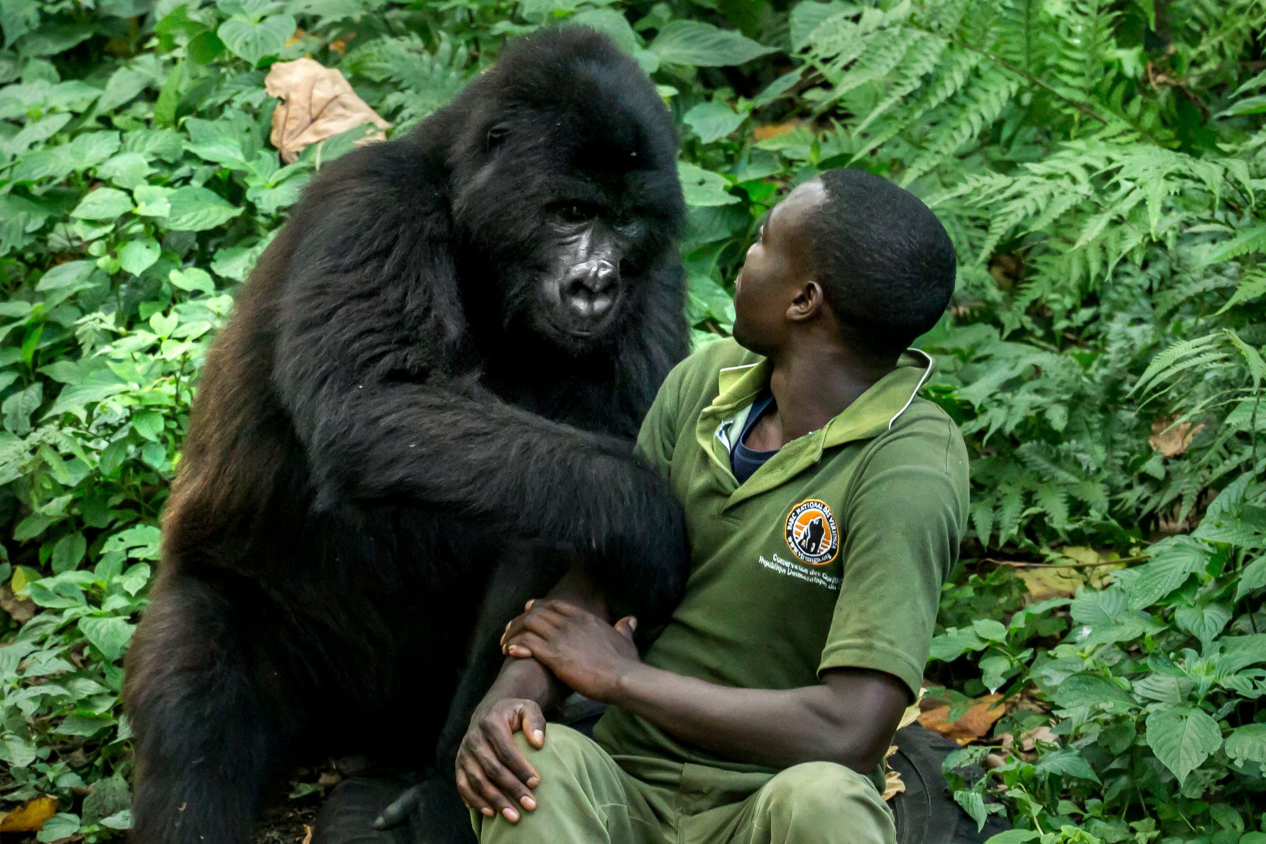 Are gorillas dangerous animals?