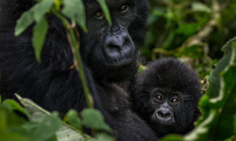 Congo Gorilla Trekking Permits