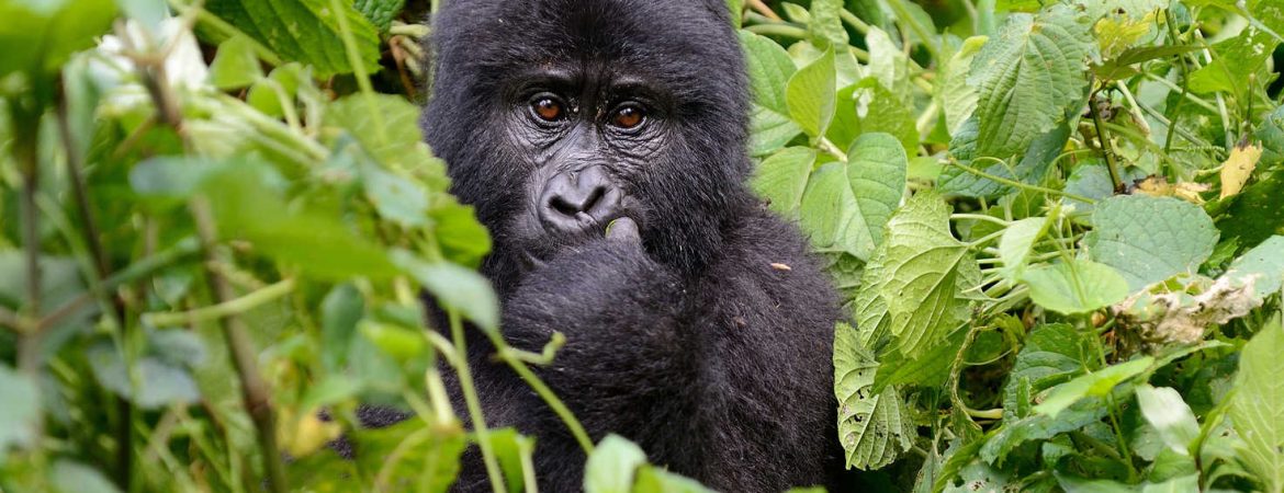 2 Days Bwindi Gorilla Trekking from Rwanda