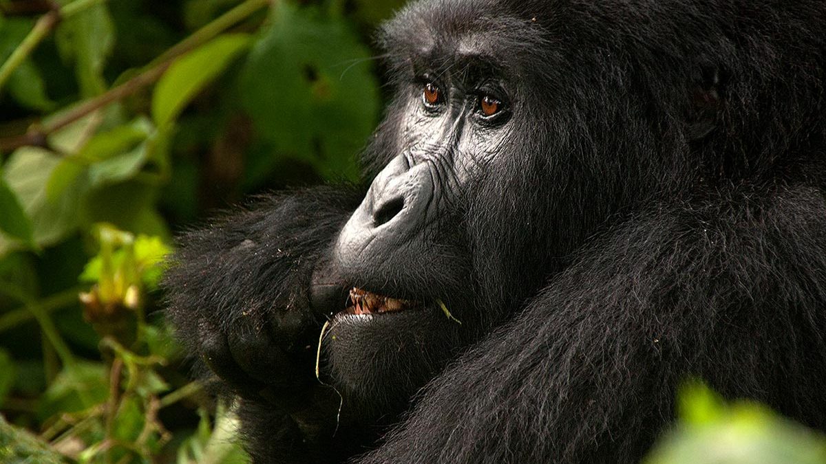 Trekking the Kyaguriro gorilla group in  bwindi national park