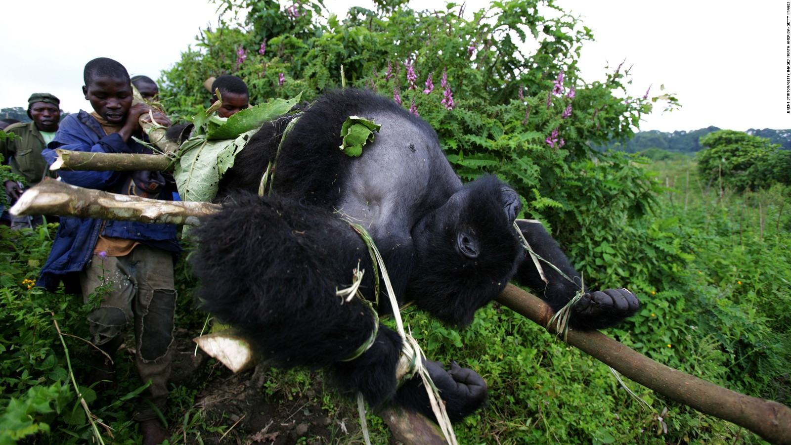 What are the biggest threats to mountain gorillas?