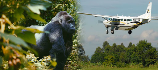 3 Days Bwindi fly in gorilla trekking safari