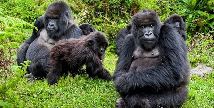 Best time to trek mountain gorillas in Uganda
