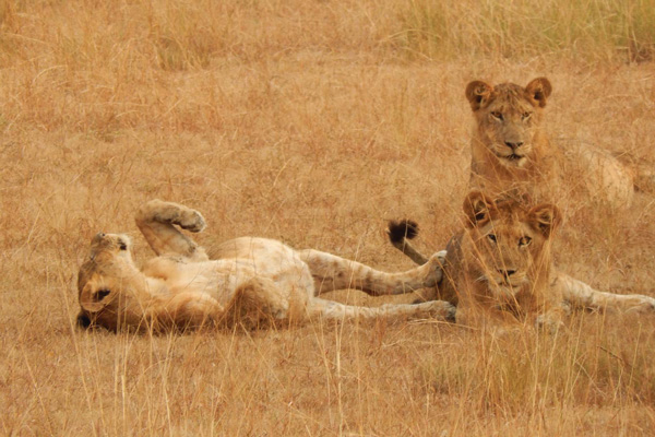 Lion Tracking Experience in Queen Elizabeth National Park