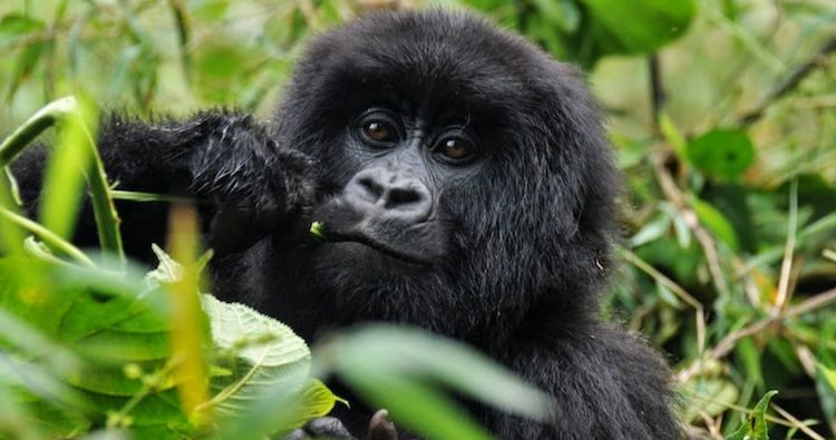 Which Country is best for Gorilla Trekking