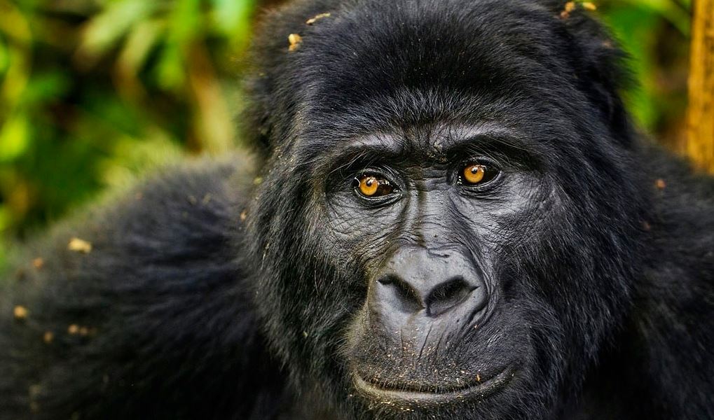 2 Days Congo Gorilla Trekking - Jomba Community Camp