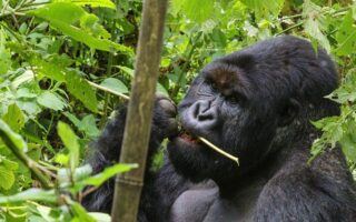 6 Days Congo Primates Safari & Nyiragongo Hike