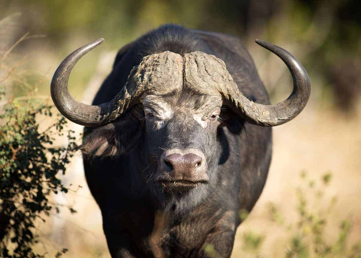 Cape Buffalo in Uganda