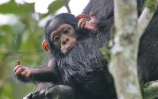 3 Days Rwanda Chimpanzee Trekking