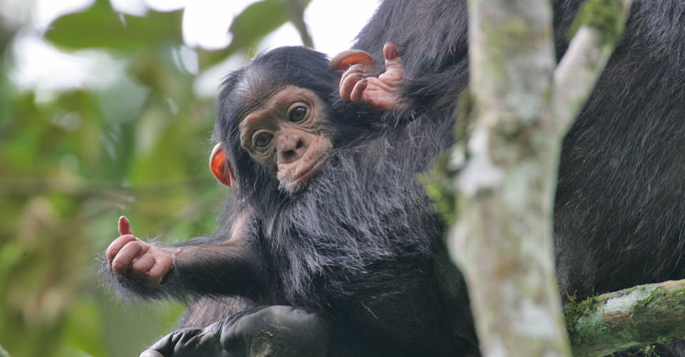 Chimpanzee Trekking Safaris in Rwanda