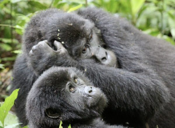11 Days Best Of Congo Safari (The Virunga Expedition)