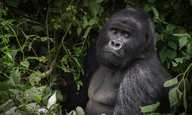 5 Days Uganda gorilla & chimpanzee habituation safari