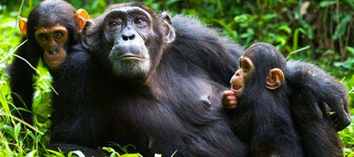 8 Days Exclusive Primate Safari in Uganda