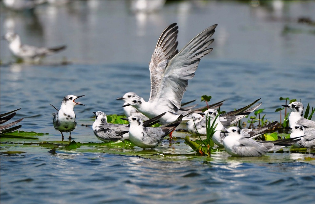 Top Birding Sites in Uganda