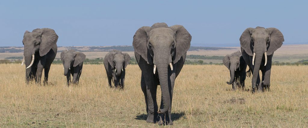 8 Days Uganda Kenya Wildlife Safari (Bwindi, Queen Elizabeth & Masai Mara)