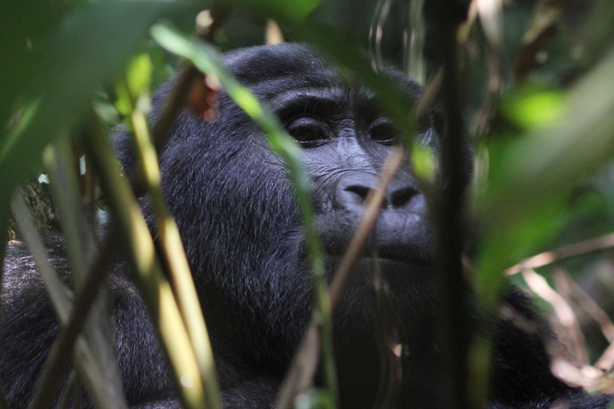 Gorilla Trekking Safaris in Rwanda