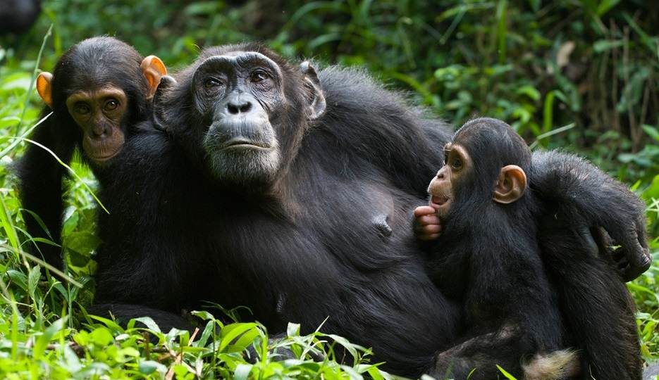 Cost of a chimpanzee trekking permit in Uganda