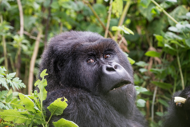 Gorilla families in Buhoma sector- Uganda Gorilla Trekking Safaris.