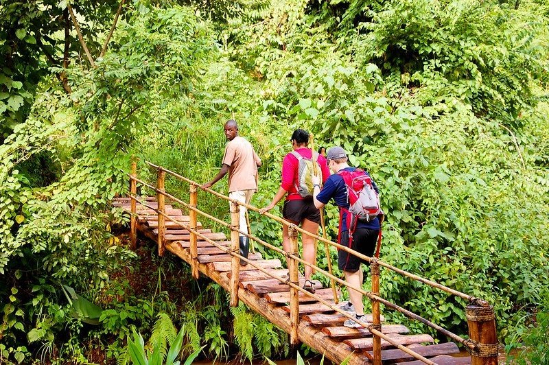Hiking/ Nature Walks in Bwindi Impenetrable National Park.