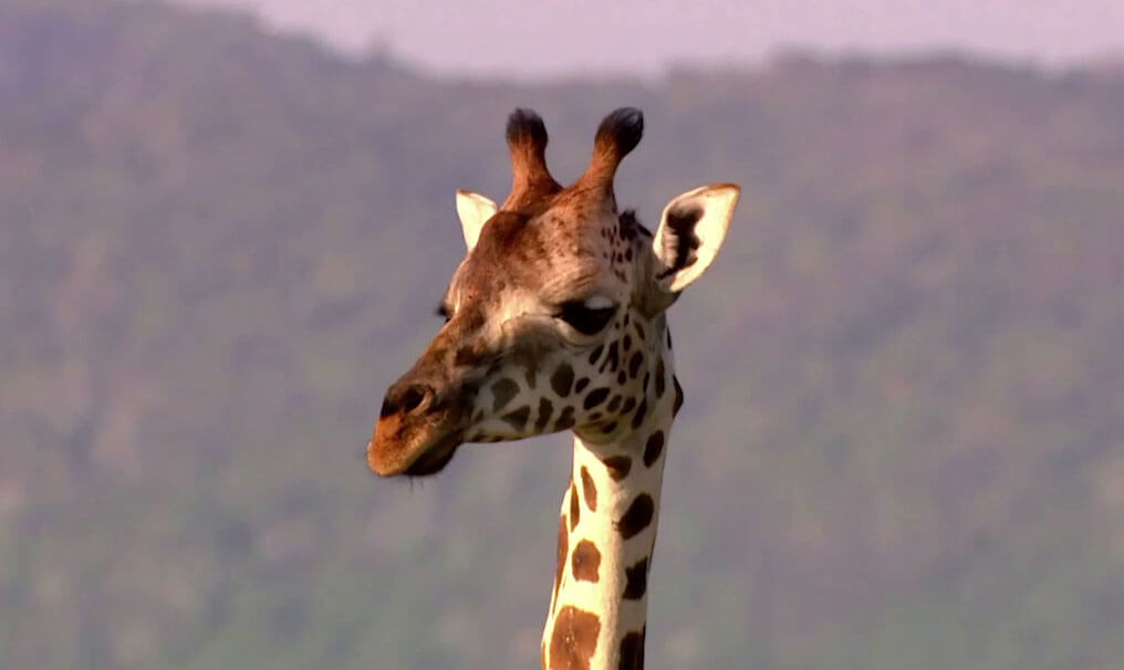 Interesting Facts about Rothschild Giraffes