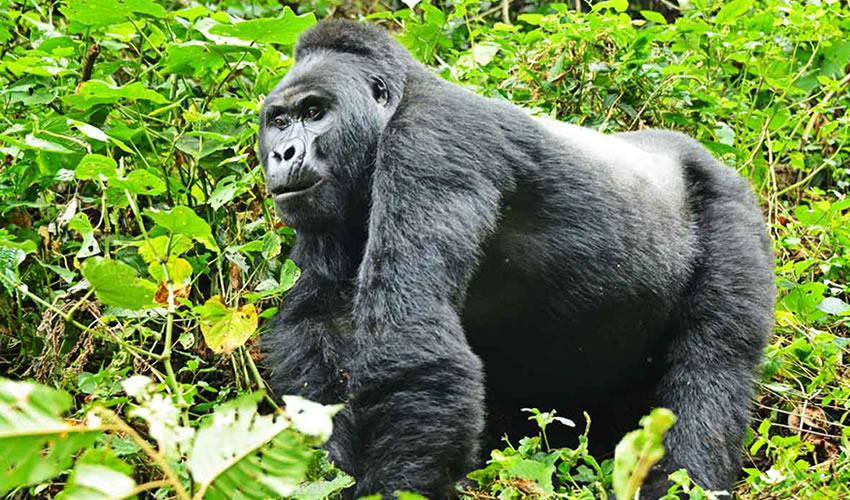 Rwanda gorilla trekking permits