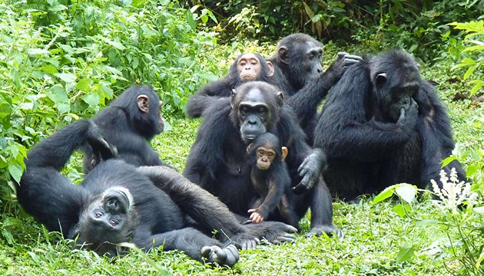 5 Days Uganda gorilla and chimpanzee safari from kigali