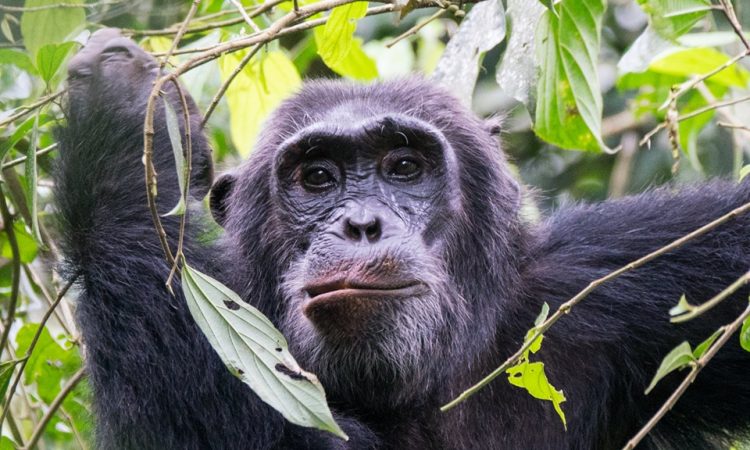 8 Days Uganda Wildlife & Primates Safari