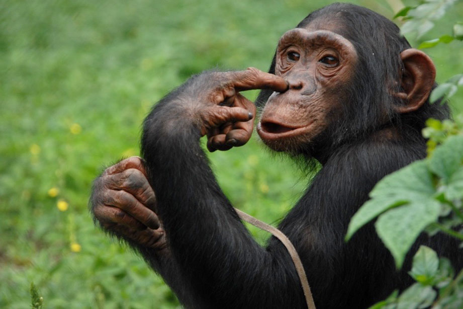 Ngamba Island Chimpanzee Sanctuary 2021