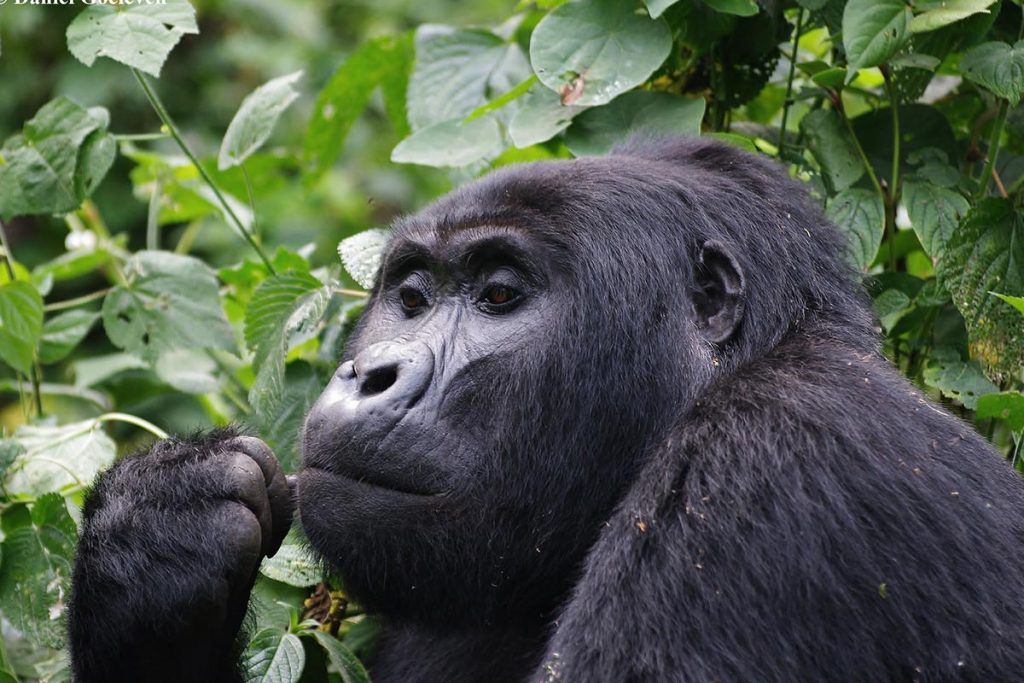 Are the gorilla endangered?