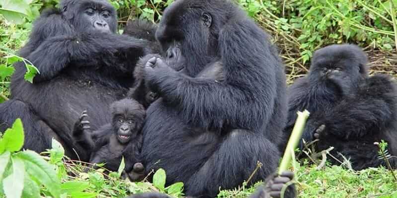Best Place for Gorilla Trekking Safaris