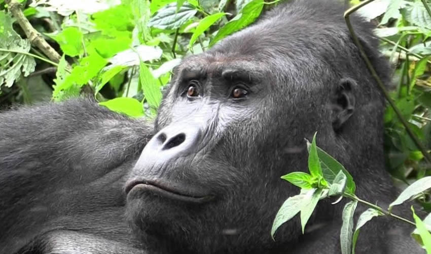 Everything You Need To Know About Rwanda Gorilla Permit Availability