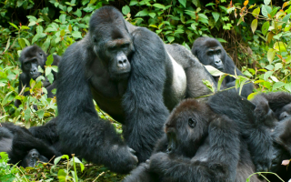 Uganda Gorilla Trekking Prices