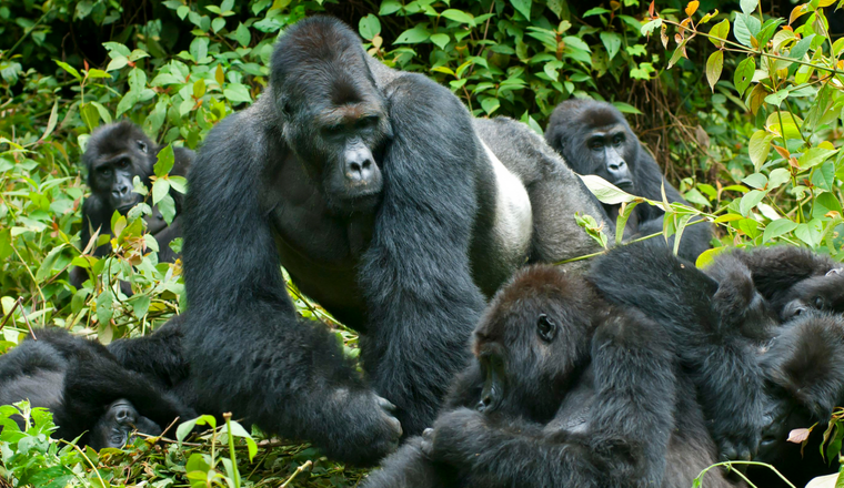 For How Long Can Mountain Gorillas Live in the Wild?