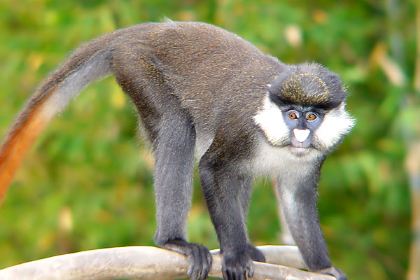 Primates of Kibale National Park.